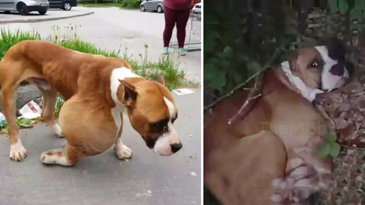 Verlassen im Wald mit einem riesigen Tumor: Eine herzzerreißende Bitte um Rettung für einen verzweifelten Hund