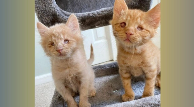 Diese geretteten blinden Kätzchen zeigen, dass sie nicht ohne einander leben können