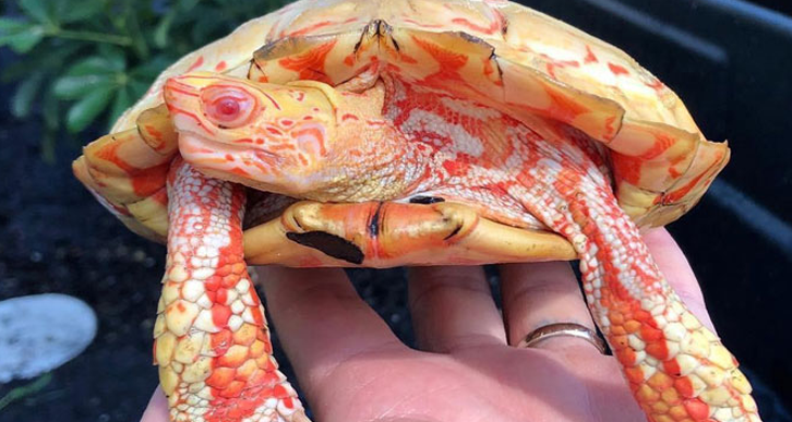 Albino-Schildkröten ähneln flammenatmenden Miniatur-Drachen!