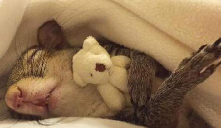 Dieses Eichhörnchen, das vor dem Hurrikan Isaac gerettet wurde, kann ohne seinen kuscheligen Teddybären nicht schlafen!
