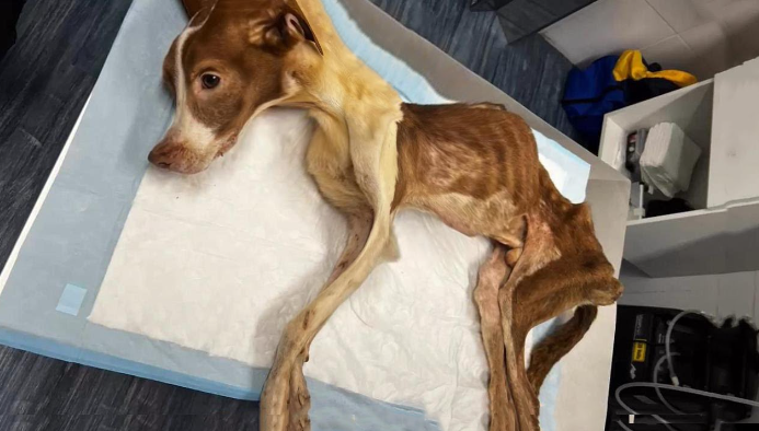 Sterben in der Stille: Die grausame Begegnung mit einem kritischen Hund, der als ausrangiertes Skelett zurückgelassen wurde