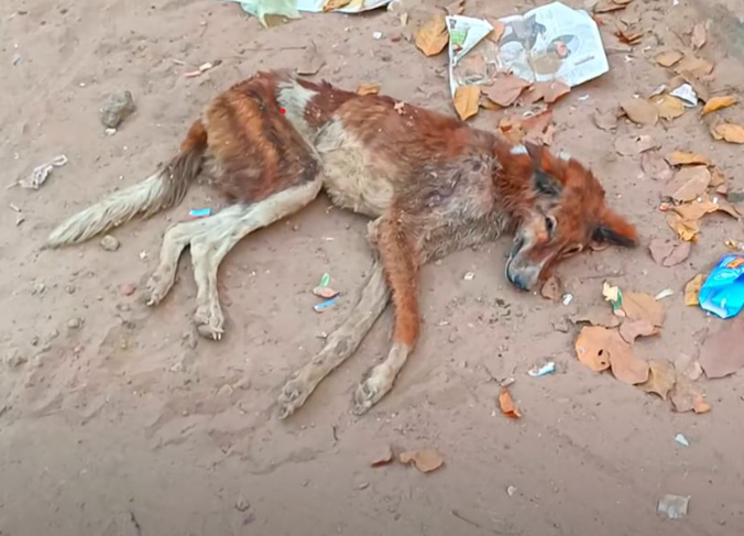 Dieser unglückliche Straßenhund wurde dem Hunger ausgesetzt. Er war abgemagert bis auf die Knochen und von Schmerzen gezeichnet. Mit einer offenen Wunde am Körper brach er zusammen.
