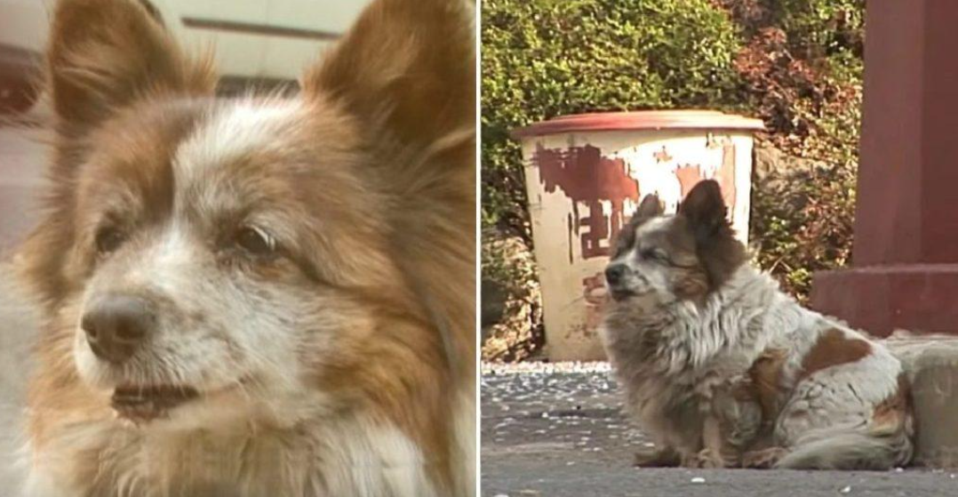 Verlassener Hund Wartet Seit Einem Jahrzehnt An Derselben Stelle Auf Seine Besitzer