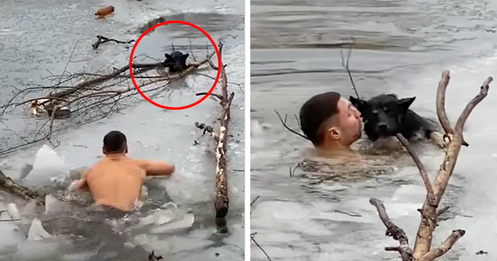 Ich war gezwungen, diesen armen Hund zu retten, indem ich in einen gefrorenen See sprang