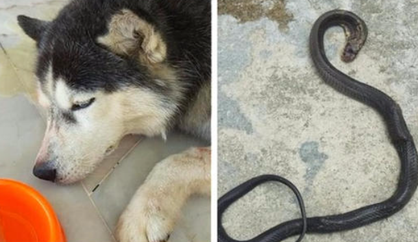 Treuer Husky opfert sein Leben im Kampf gegen eine große Kobra, um seine Familie zu schützen