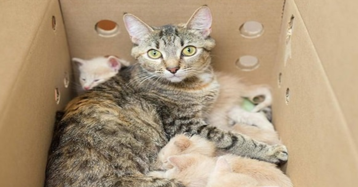 Eine liebevolle Ersatz-Supermama-Katze kümmert sich um drei Würfe von Kätzchen auf einmal!