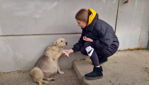 Kranker Hund bittet um Hilfe: Streunender Hund berührt die Hand einer Frau und bittet um dringende medizinische Versorgung