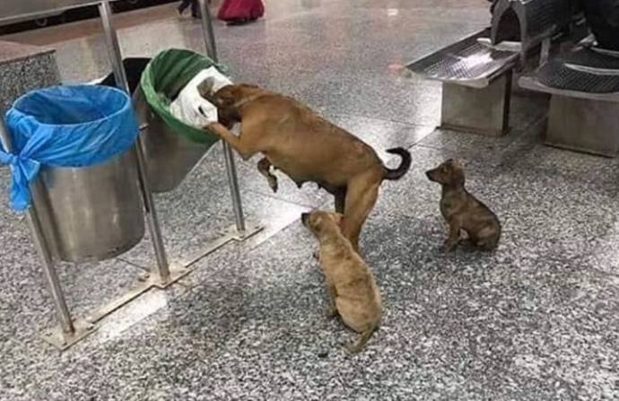 Die Hundemutter versucht, im Müll genug Futter zu finden, um die hungrigen Jungen zu füttern