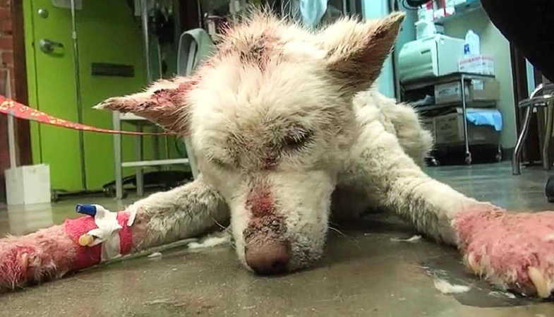 Geretteter Husky überlebt auf wundersame Weise, nachdem er jahrelang auf einer städtischen Müllhalde gelebt hat