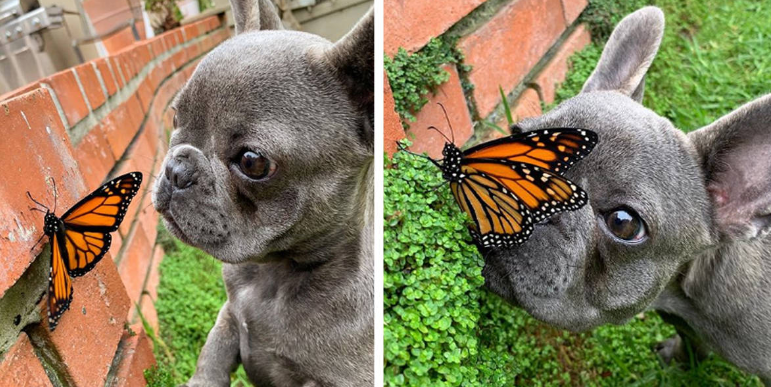 Dieser kleine Hund hat sich mit einem Schmetterling angefreundet – die Welt war perfekt!