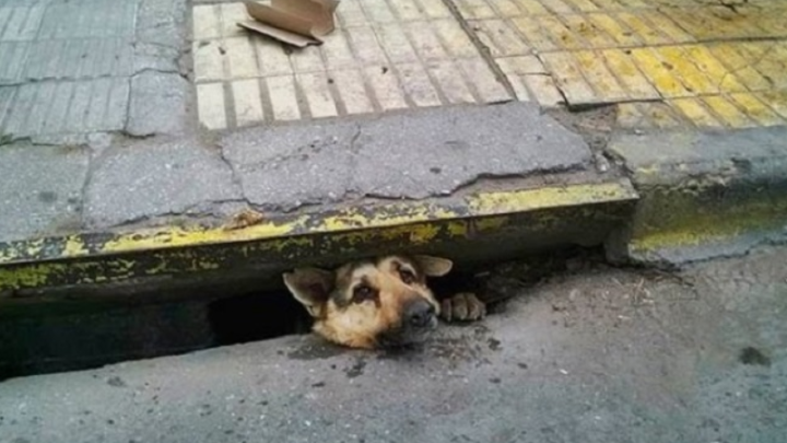 Eine Hand auf der Straße erfasst alles, was zum Retten eines Hundes in der stinkenden Kanalisation an einem heißen Sommertag benötigt wurde