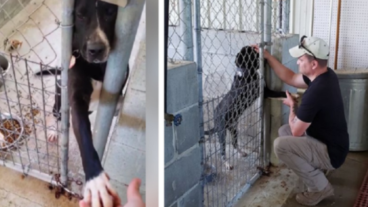 Tierheimhund bittet Menschen, seinen Zwinger für eine Adoption zu durchsuchen