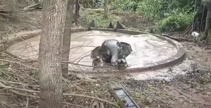 Der wilde Elefant dankt dem Retter, dass er die Teichmauer eingerissen hat, um ihn zu retten