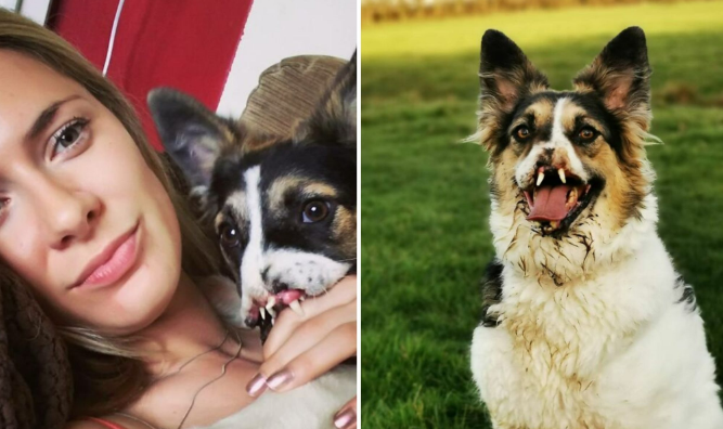 Frau adoptiert einen Hund mit fehlender Nase und Pfote, der von allen unerwünscht war