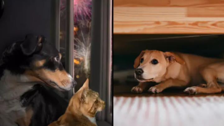 Ein Wundergerät, das weniger als 20 Euro kostet, hilft, verängstigte Hunde vor Feuerwerkskörpern zu schützen