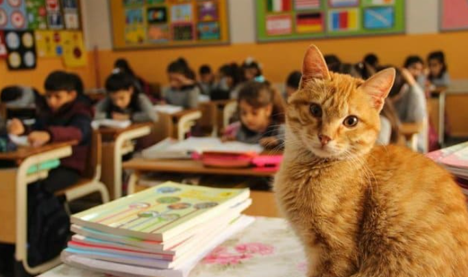 Streunende Rotschopfkatze wandert ins Klassenzimmer und beschließt, Schülerin zu werden