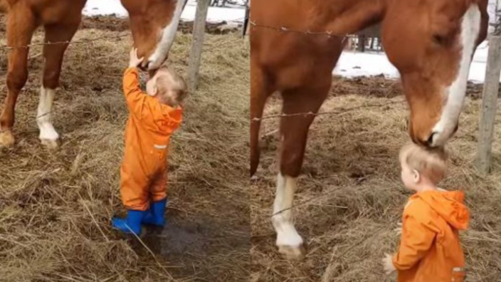 Millionen Herzen schmolzen dahin, als dieses Pferd nach unten streckte, um einen kleinen Jungen zu küssen