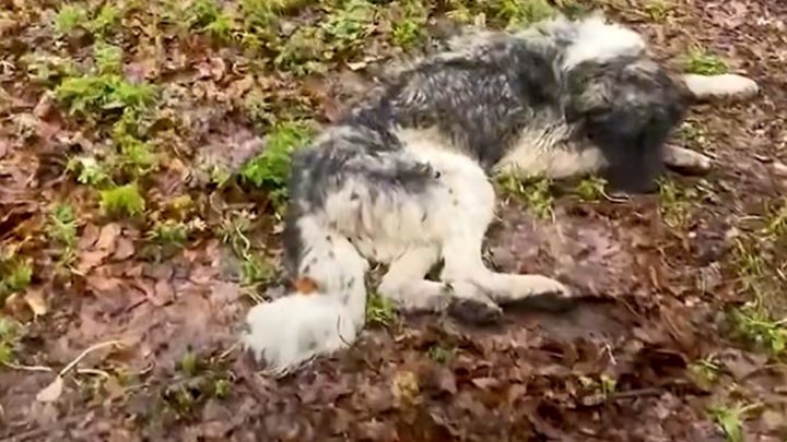 Hund gab alle Hoffnung auf, nachdem er im Wald ausgesetzt wurde