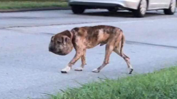 Streunender Hund mit um die Kehle gewickeltem Schnürsenkel findet die Kraft zum Überleben