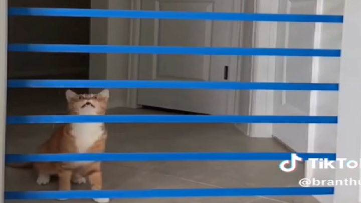 Orange Tabby Cat dominiert die „Cat Tape Challenge“ auf TikTok