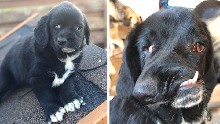 Hund bittet sie, auf ihr Herz zu schauen und keine Angst vor ihrem Aussehen zu haben