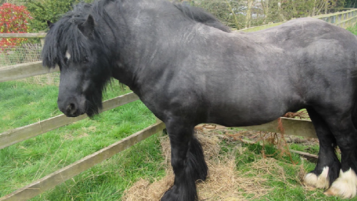 Retter retten fettleibiges, verlassenes Pony aus einem Leben voller Elend