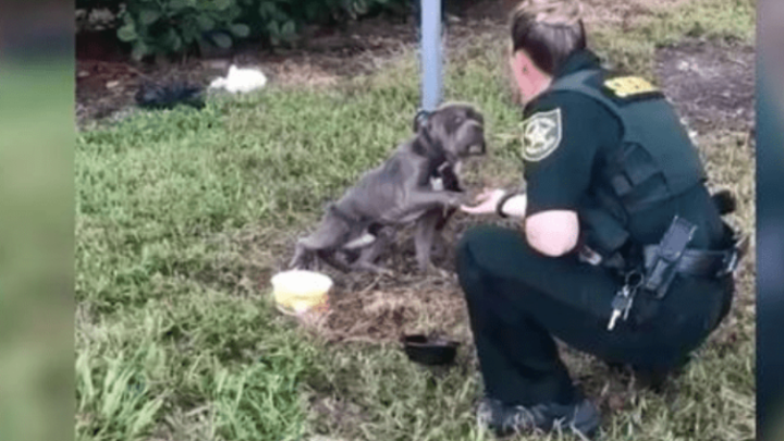 Gefesselt an einem Pfahl, reicht der Hund der Rettung suchenden Polizistin seine Pfote.