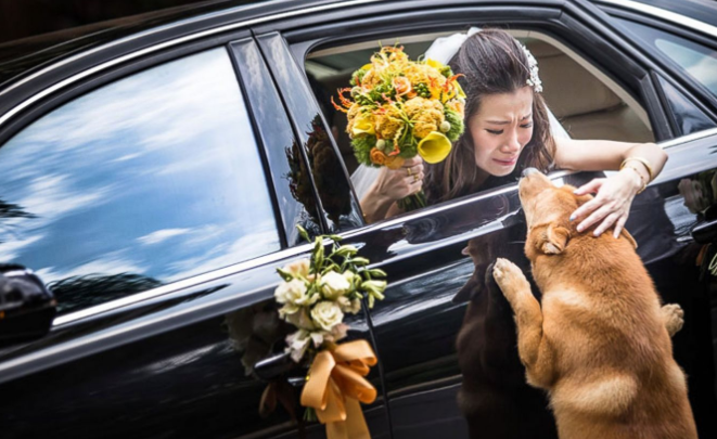 Die letzte Reise: Die unbeugsame Verfolgung des Hundes, die Sehnsucht nach einem letzten Blick auf den geliebten Besitzer, bevor sie das Blumenauto besteigt, um zu ihrem Ehemann nach Hause zurückzukehren.