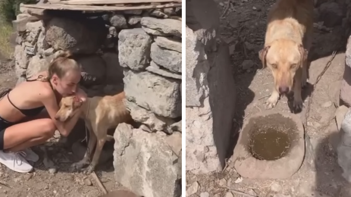 Jahre vergingen, während dieser Hund alleine und vergessen in den Bergen gelassen wurde.