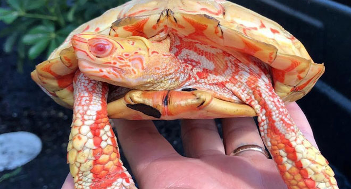 Albino-Schildkröten ähneln flammenatmenden Miniatur-Drachen!