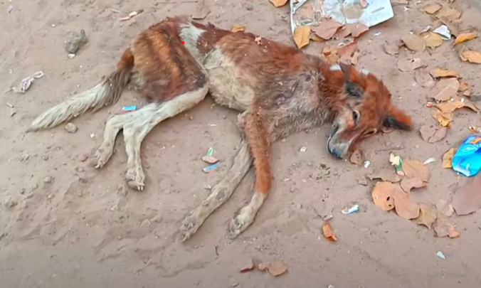 Dieser unglückliche Straßenhund wurde dem Hunger ausgesetzt. Er war abgemagert bis auf die Knochen und von Schmerzen gezeichnet. Mit einer offenen Wunde am Körper brach er zusammen.
