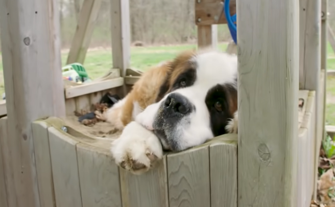 Ein Hund von 59 Kilogramm findet nach einer langen Zeit der Einsamkeit schließlich seine liebevollen Besitzer.