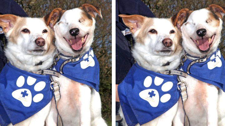 Die herzerwärmende Geschichte von der Suche eines blinden Hundes nach einem neuen Zuhause und der unzerstörbaren Bindung zu seinem Blindenhund