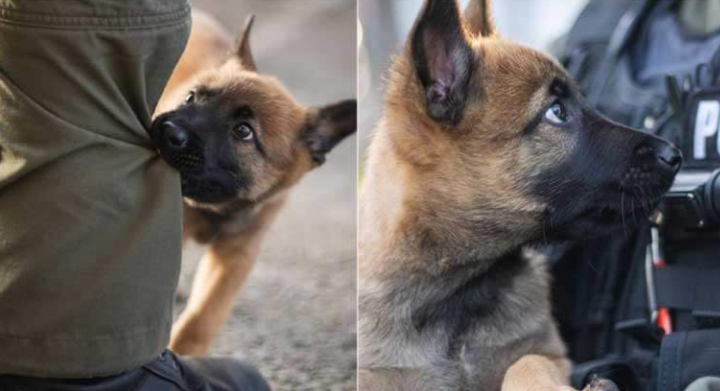 Dieser Welpe, der an einem Ausbildungskurs zum Polizeihund teilnimmt, stiehlt mit seiner angeborenen Niedlichkeit das Herz der Menschen um ihn herum