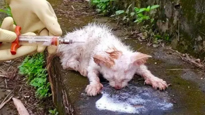 Mitten in der Wildnis vergiftet, wird die Katze von einem Schutzengel gerettet – dank göttlicher Intervention
