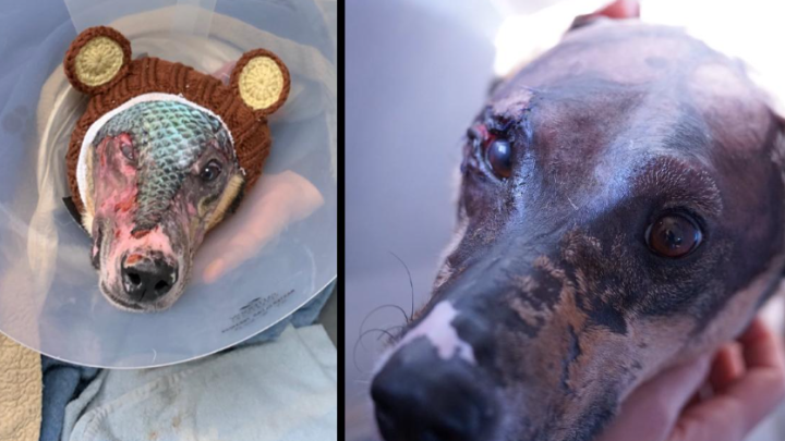 Hund erhält Fischhautbehandlung, um seine schweren Verbrennungen zu heilen