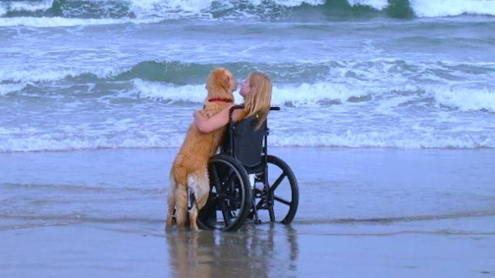 Die letzte Reise eines Hundes mit seiner behinderten Besitzerin berührt die Herzen mit mitfühlenden Tränen