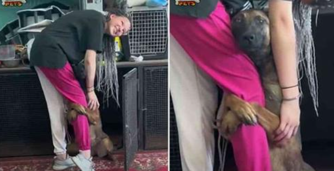 Hund aus dem Tierheim klammert sich an das Bein eines Mädchens, um sie zu bitten, ihn mit nach Hause zu nehmen