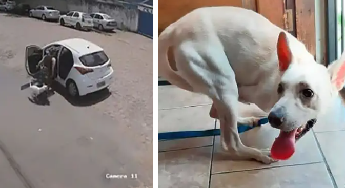 Die Geschichte eines behinderten Hundes, den seine EIGENTÜMER AN EINEM TAG ZWEIMAL ABGELEHNT HATTEN, hat Glück gefunden!